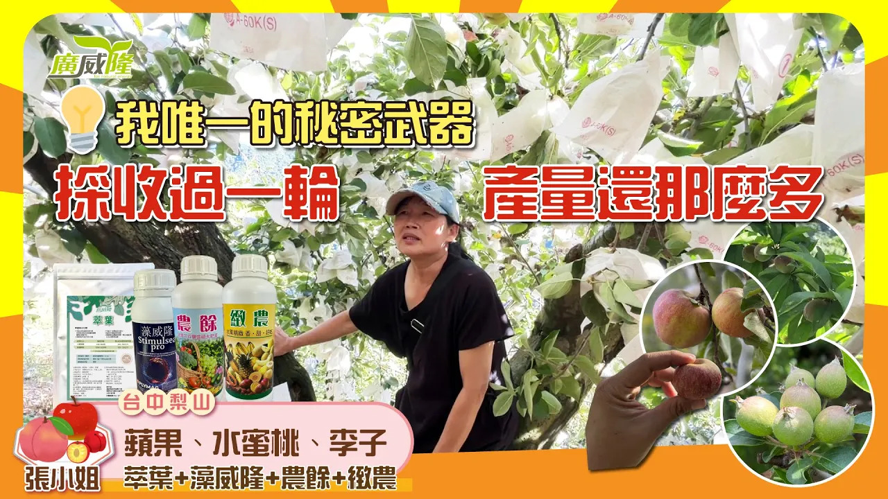 Luxurlant, Stimulsea pro, XXX, XXX-  It has been harvested for one round, the fruit setting rate is still so many, and the output is too amazing! By Miss Chang in Taichung Lishan