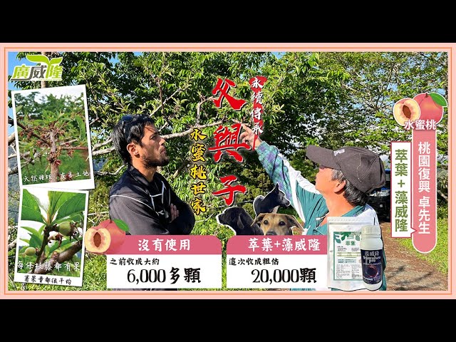 Luxurlant, Stimulsea- Insist on using natural products, even a 50-year-old peach tree has the same volume! By Mr. Zhuo in Taoyuan Fuxing