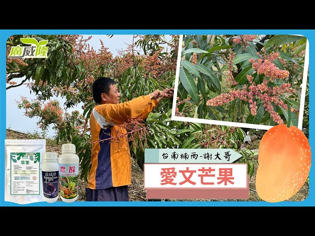Luxurlant, Stimulsea, XXX- In the face of extreme weather, flowering, volume and quality are still brave. By Mr. Xie in Tainan Nanxi