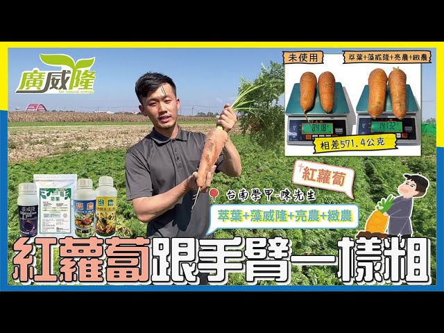 Luxurlant, Stimulsea pro, XXX, XXX- Wow! The carrot is as thick as an arm when pulled out. By Mr. Chen in Tainan  Xuejia Dist.