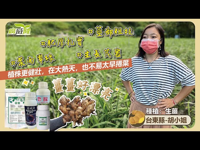 Luxurlant, Stimulsea pro, XXX, XXX- Ginger trial, Improve photosynthesis efficiency, increase output. By Ms. Hu in Taitung