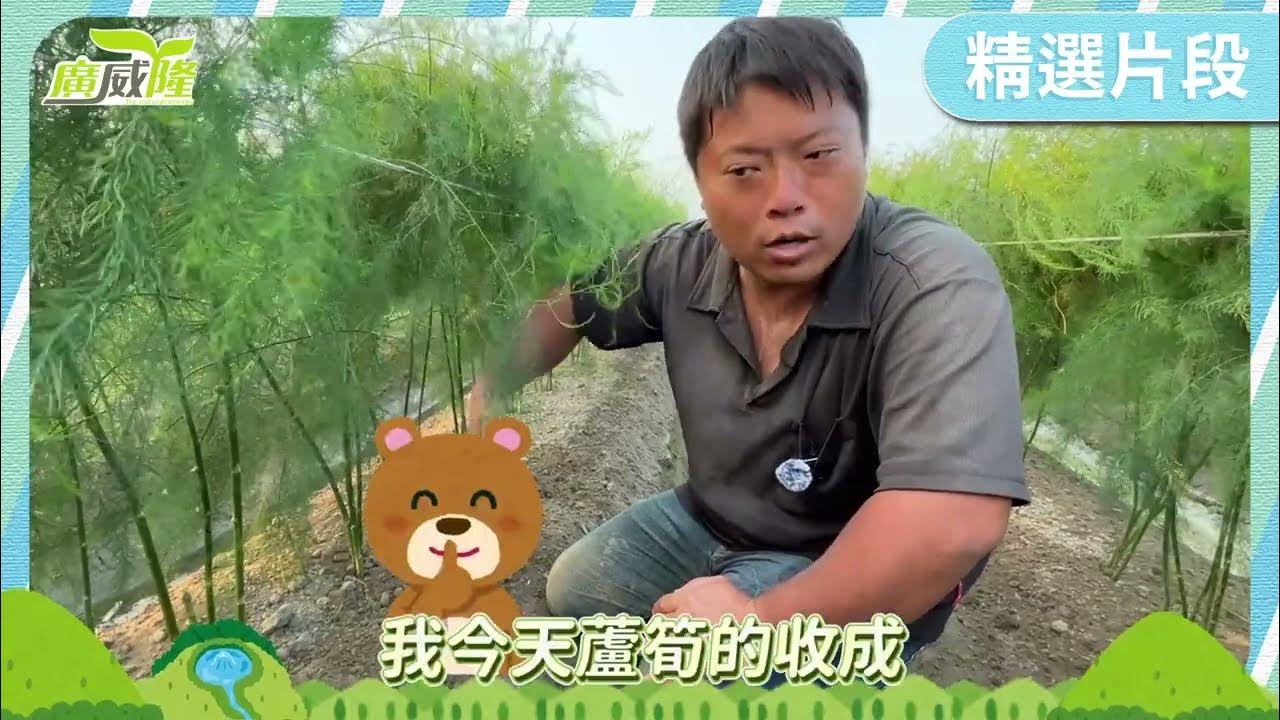 luxurlant, stimulsea pro, XXX,XXX- Asparagus is as big as sugar cane, and the harvest is so amazing. By Mr. Chen in Tainan  Jiangjun Dist.