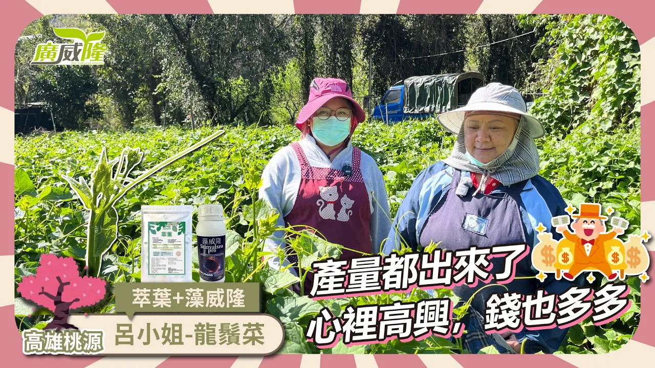 luxurlant, stimulsea pro- The output of chayote leaves has increased, so happy to see it cause have made a lot of money. By Miss Lu in Kaohsiung,  Taoyuan