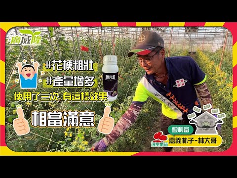 XXX- After using XXX three times, the pedicels are thick and the inflorescences are long, so that the mood of Mr. Lin also follows the spring breeze. By Mr Lin in Chiayi Puzi.