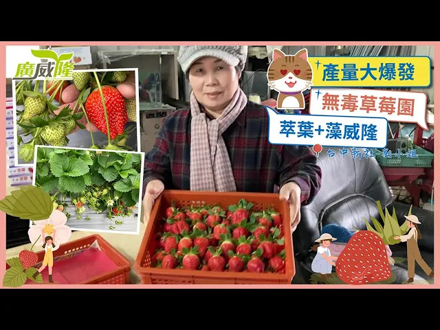 Luxurlant, Stimulsea- Strawberry production has exploded, and even the vegetables grown are as big and beautiful. By Miss Liu in Taichung Xinshe Dist.